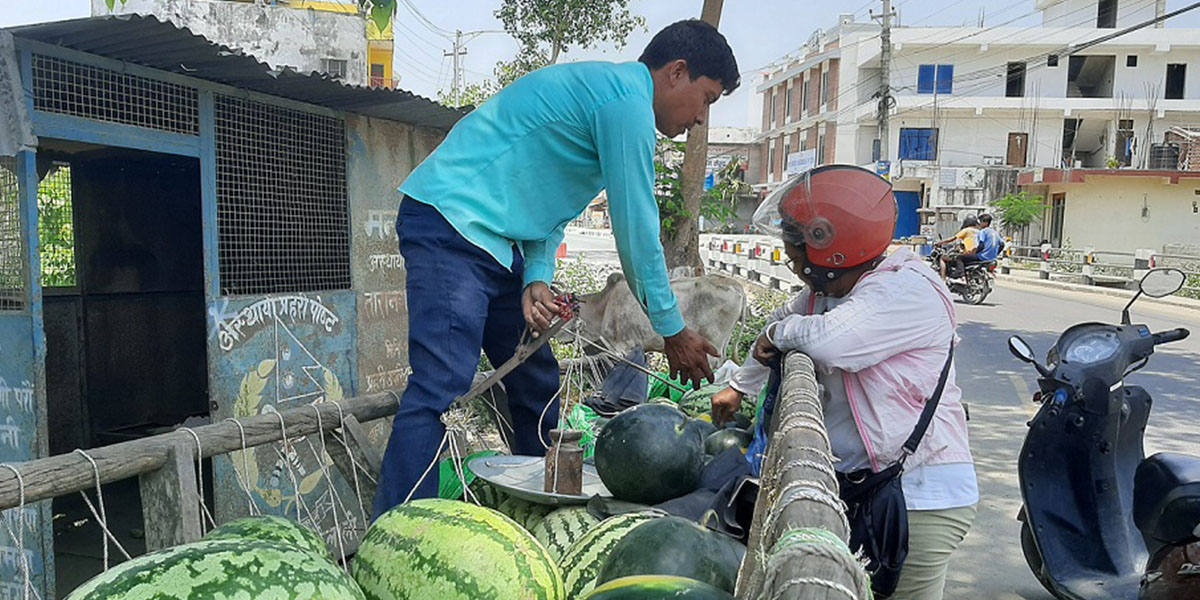 खरबुजाबाट दिनमै १२ हजार आम्दानी, कैलालीका किसान उत्साहित