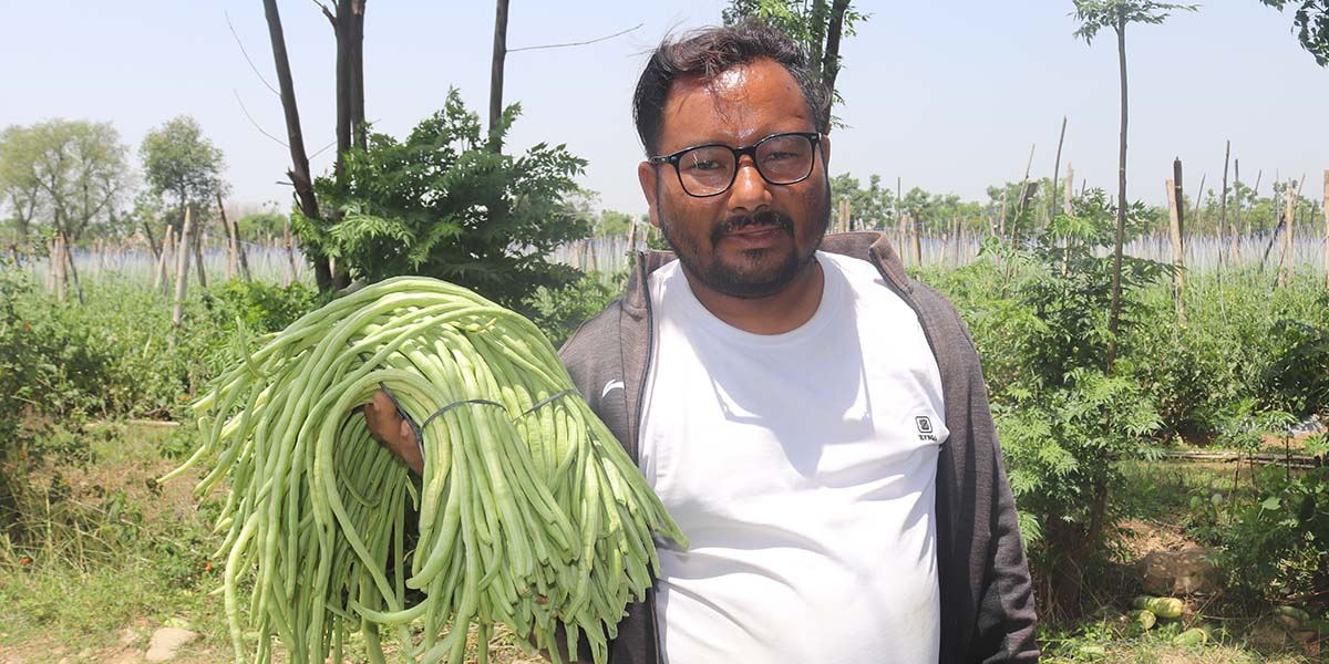दाङमा व्यावसायिक तरकारीखेती : १३ बिघामा खेती, ३८ जनालाई रोजगारी