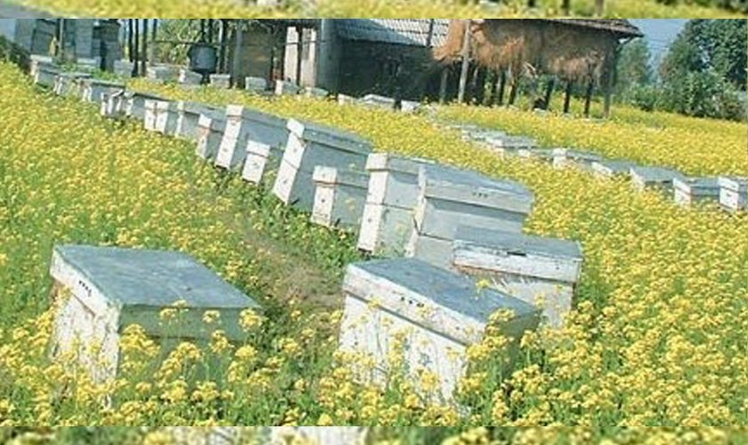 रामपुरमा बालीनालीमा  छरेको विषादीले मौरी सखाप