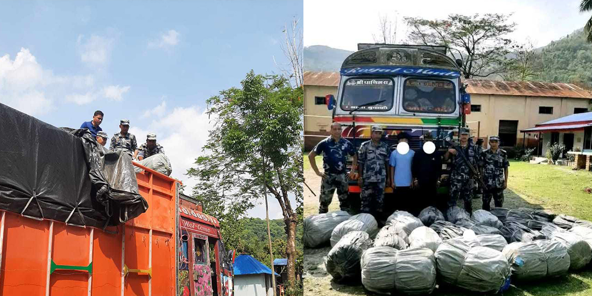 सशस्त्र प्रहरीले सुनसरीबाट नियन्त्रणमा लियो ७८३ किलो गाँजा, २ जना पक्राउ