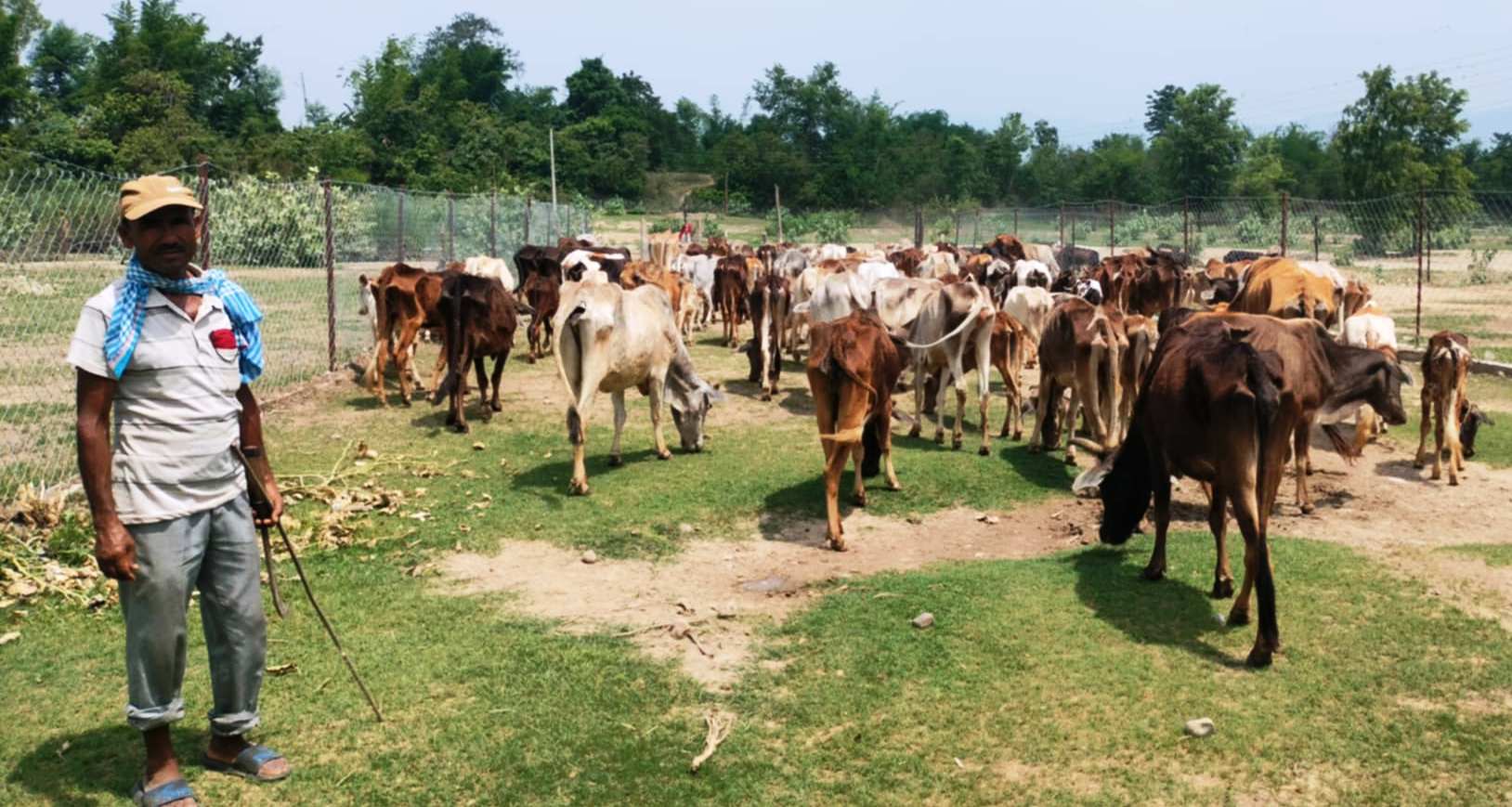 कञ्चनपुर : छाडा चौपाया व्यवस्थापन केन्द्रमा बजेट अभाव