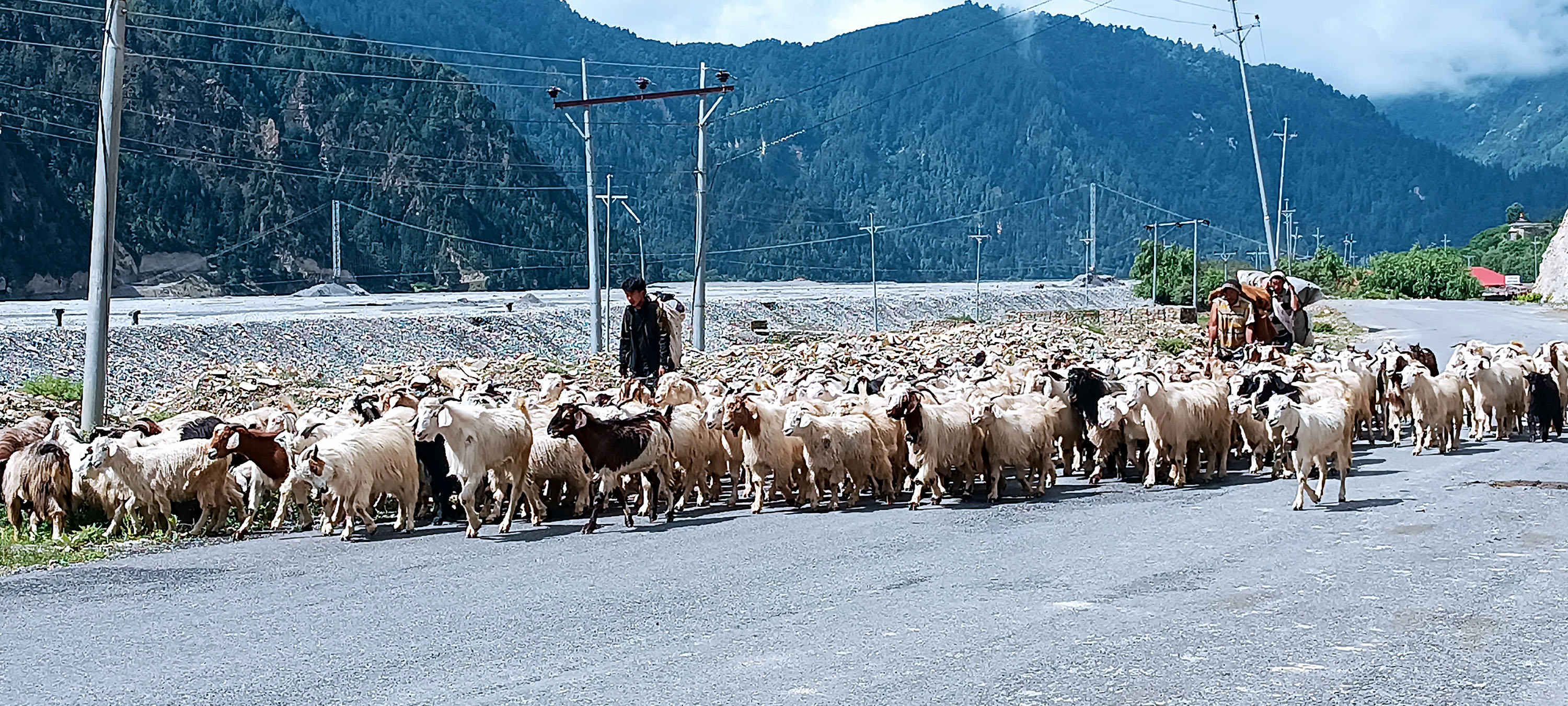 लेकमा सारिँदै गोठ