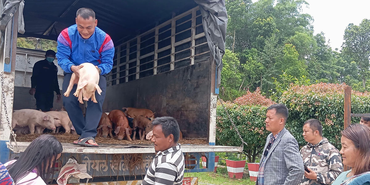 हलेसी तुवाचुङ नगरले दियो महिला, अपांगता भएका र वैदेशिक रोजगारीबाट फर्किएकालाई बंगुर
