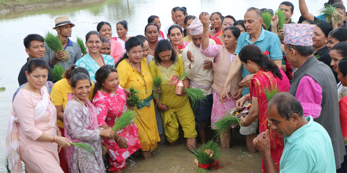 असार १५ मा धान रोपाइँ (तस्विरहरु)