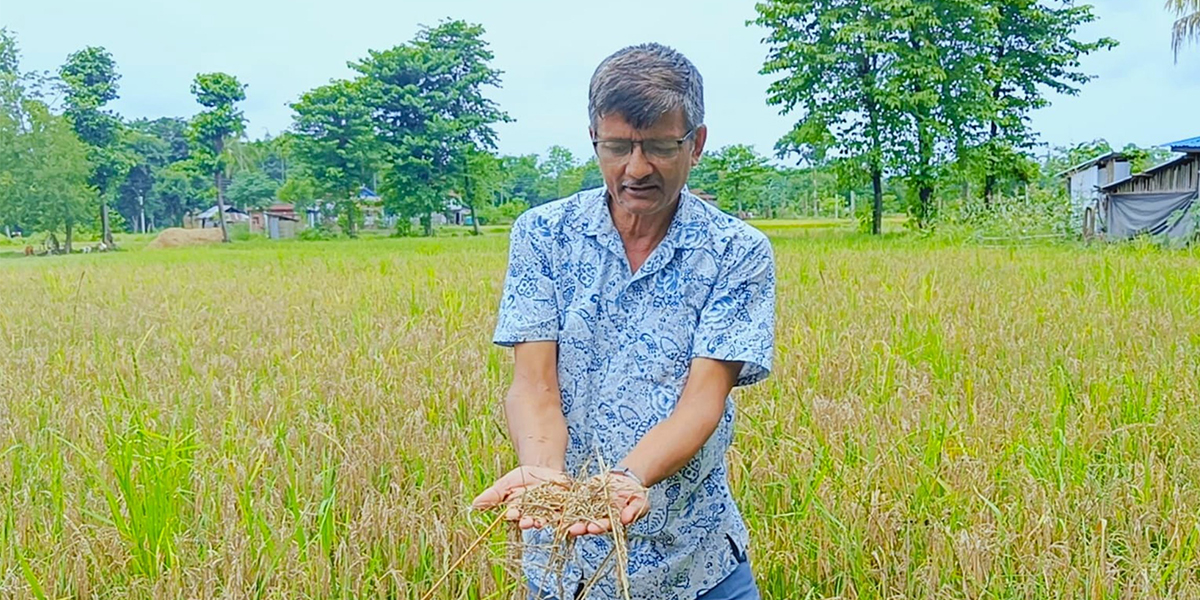 झापाको शिवसताक्षीमा ‘नेक ब्लास्ट’ रोगको प्रकोप, बर्खे धान बोटमै सुक्यो