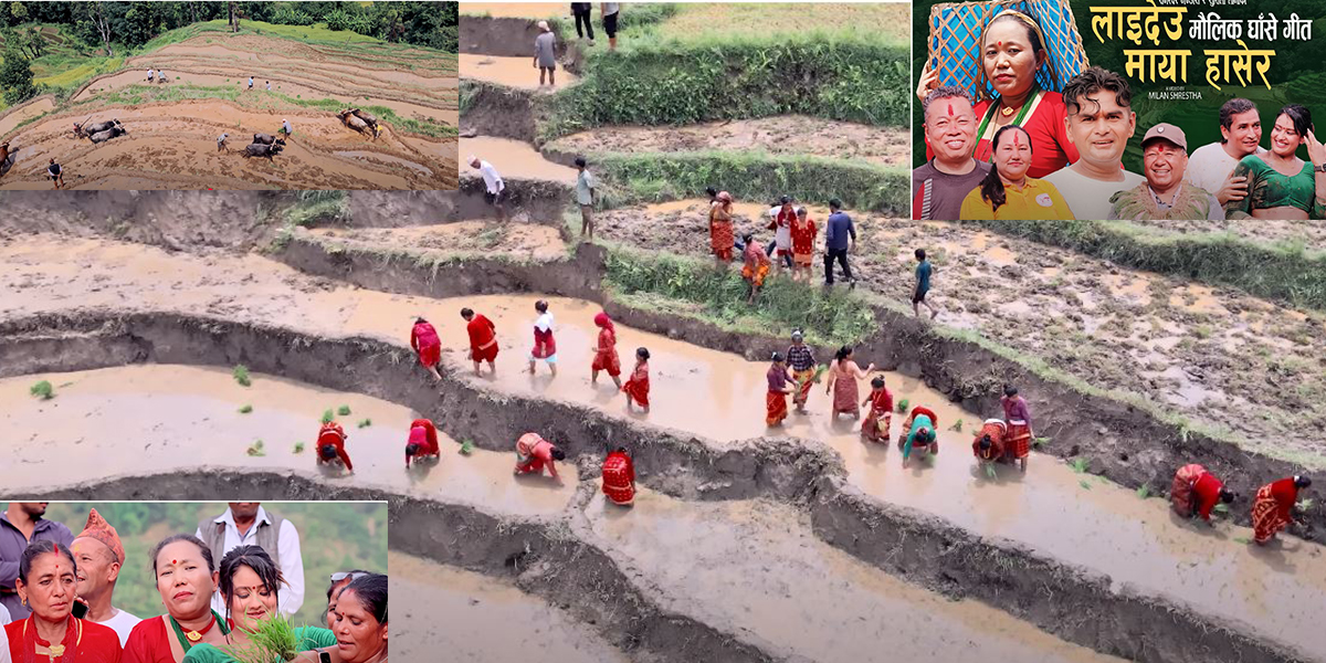 ट्रेन्डिङमा मौलिक घाँसे गीत ‘लाइदेउ माया हाँसेर’