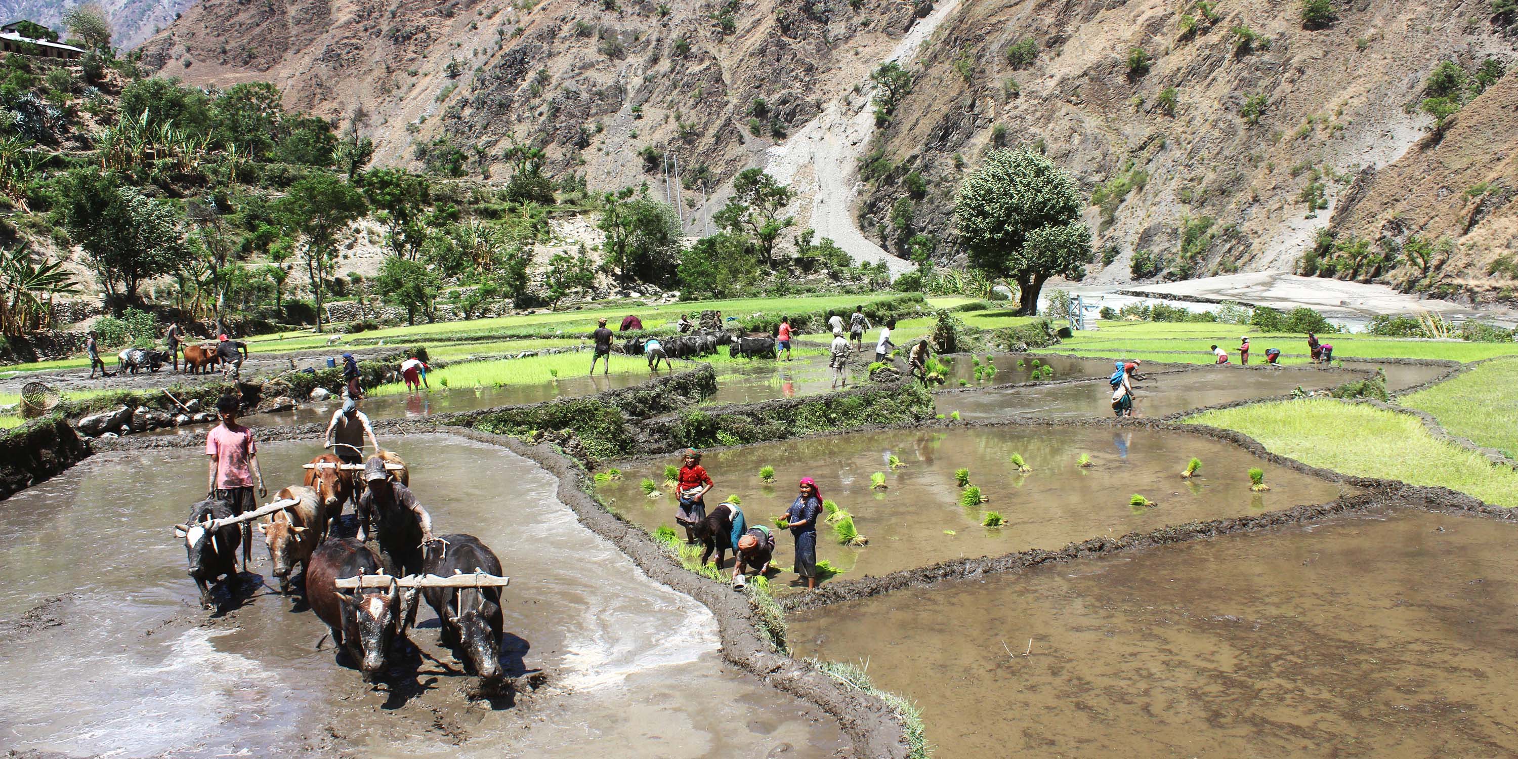 हुम्लामा सुरु भयो रोपाइँ