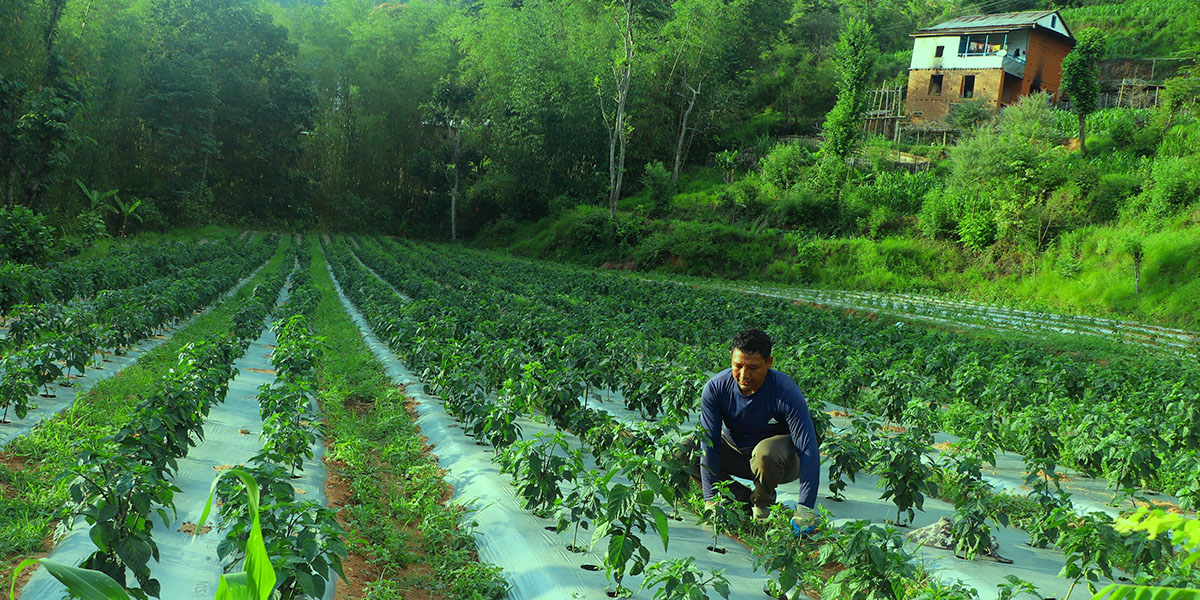 कोरियाको सिप कृषिमा प्रयोग गर्दै लाखौं कमाउँदै भोजपुरका रेवतीरमण