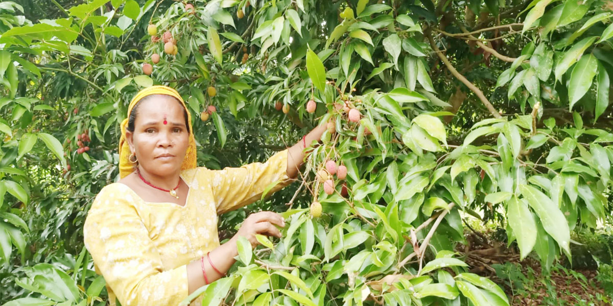 लिचीखेतीले बदलियो जीवनशैली, बगैँचामै आइपुग्छन् ग्राहक