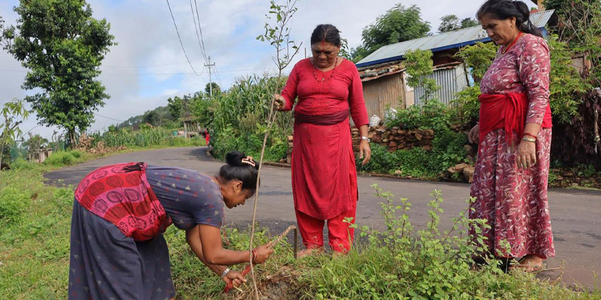 रामकोट सडकमा रूखसँगै उम्रिएको आशा