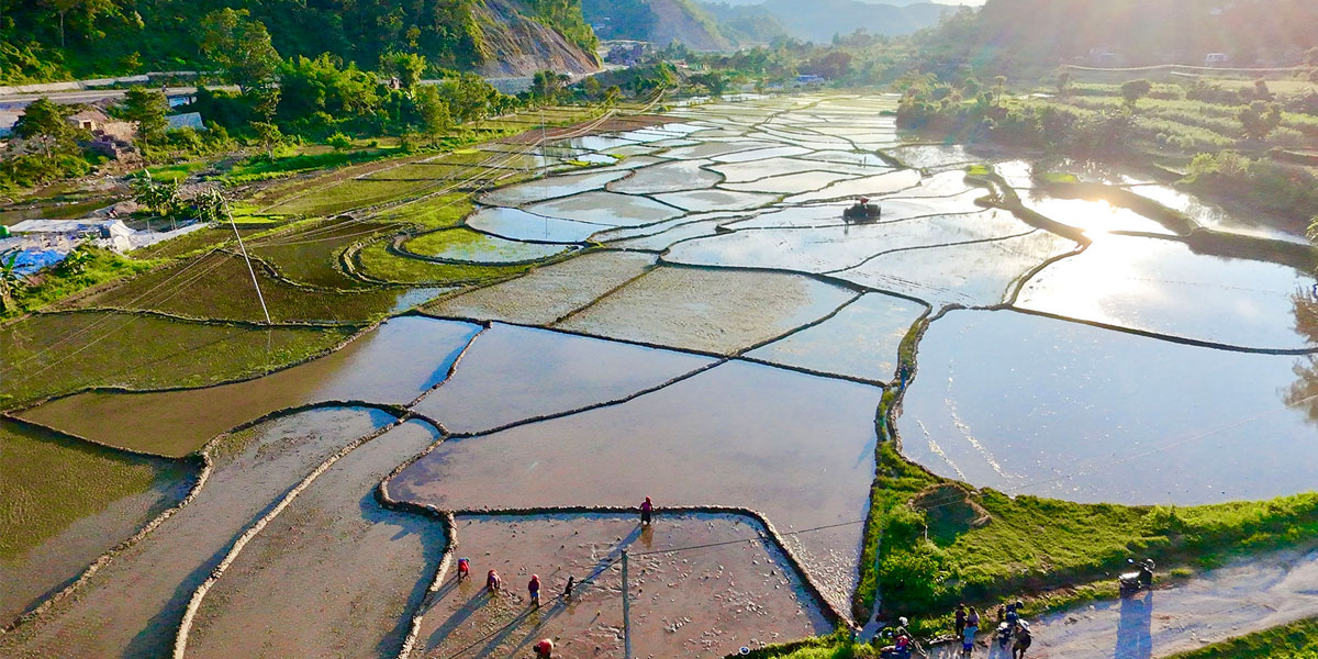 तनहुँको शेरामा रोपाइँ तयारी