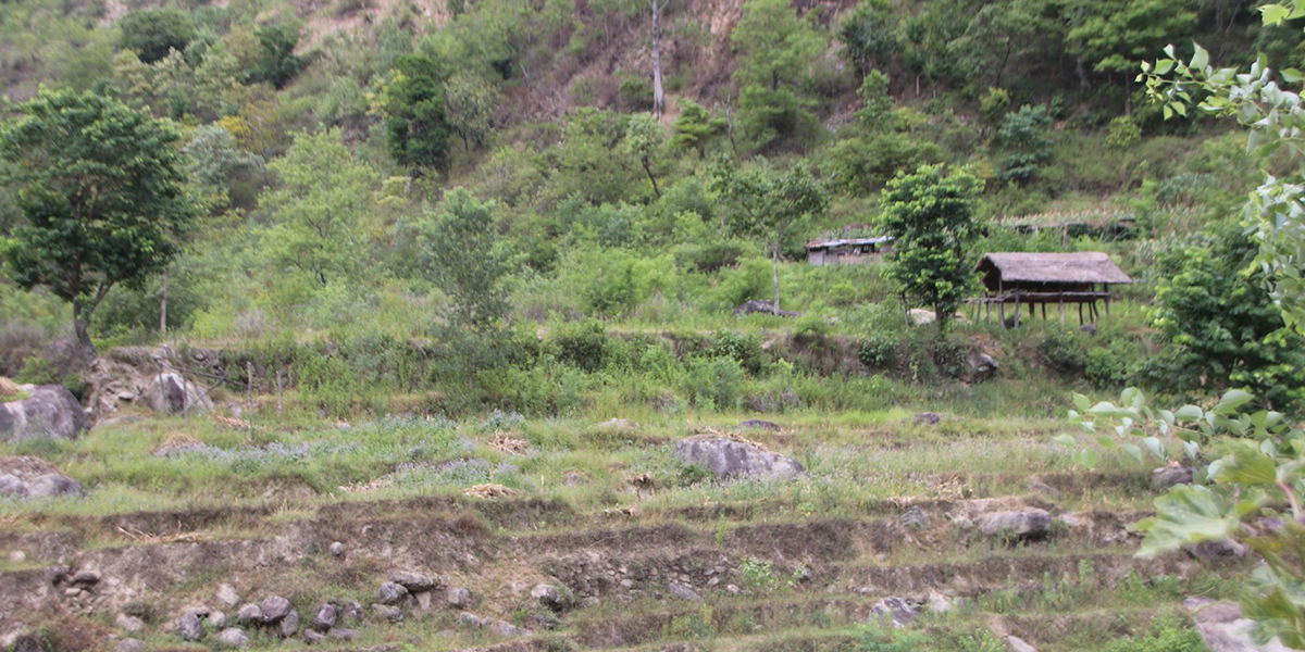 सिंचाइमा क्षति पुग्दा बाँझिए खेतबारी