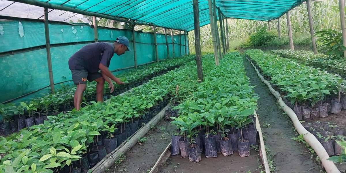 कफीको बिरुवा बेचेर साढे १३ लाख कमाई