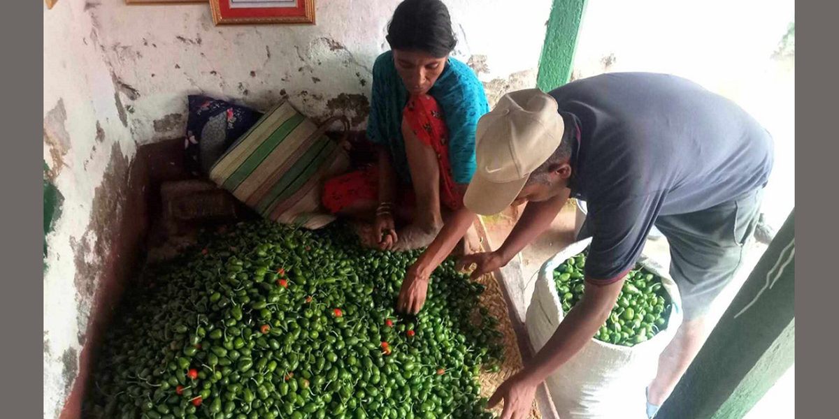 भोजपुरमा ५ सय हेक्टरमा अकबरे