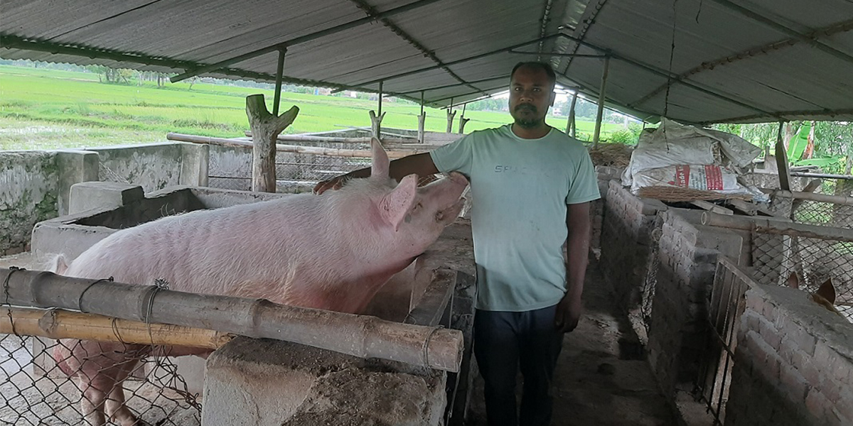 बंगुर बेचेर वार्षिक १२ लाख आम्दानी गर्छन् कैलालीका परशुनारायण