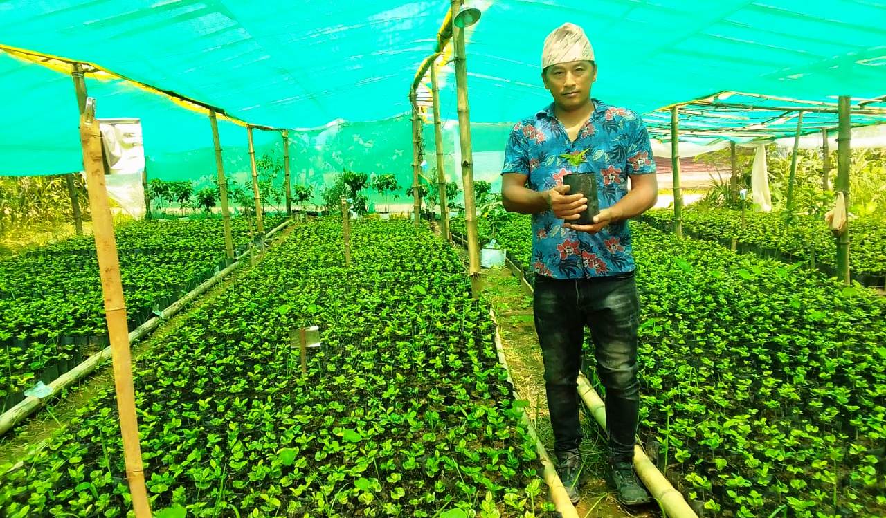 एउटै फार्मबाट एकै सिजनमा ९ हजार कफीका बिरुवा बिक्री