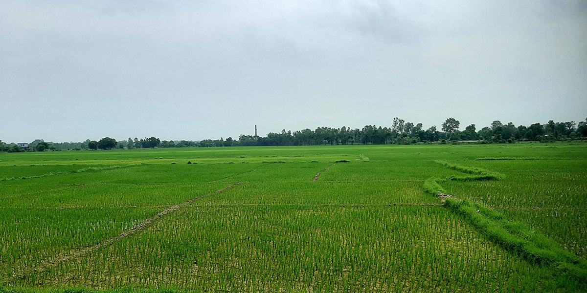 चितवनमा सुक्न थाले रोपो, नारायणी लिफ्टको पानी पनि पर्याप्त भएन