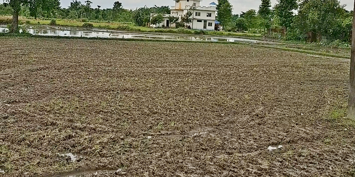 पानी नपर्दा धान रोप्नै सकस, किसान भन्छन् : सरकारले मल पनि दिएन