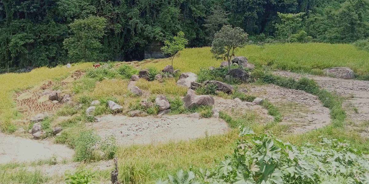 नाली व्यवस्थित नगरिँदा बाढी धानबालीमा