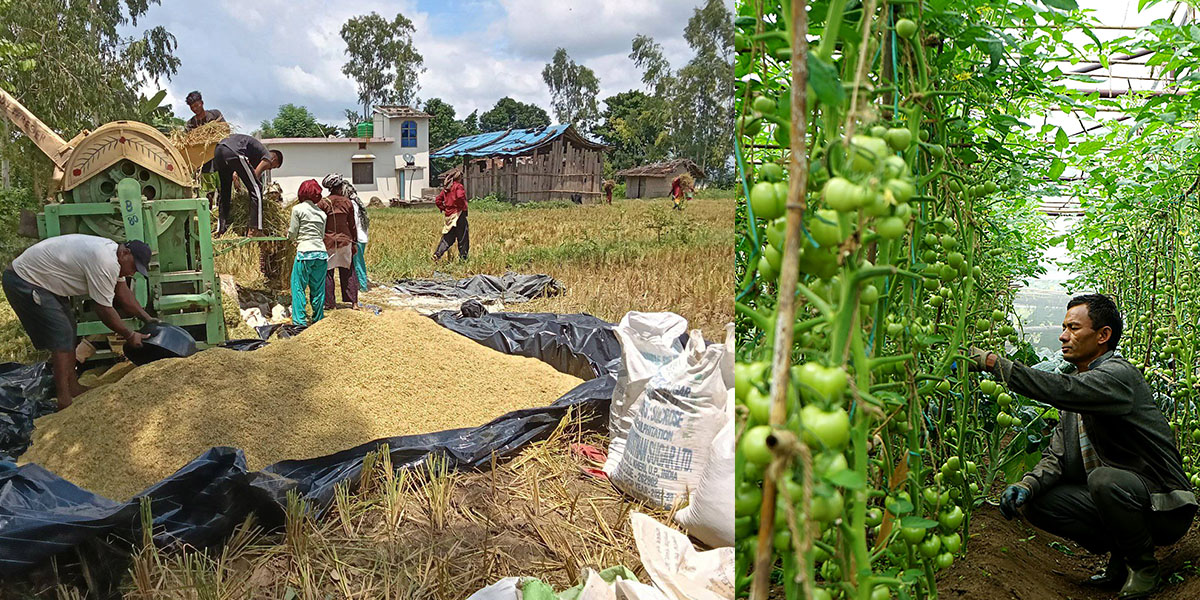 देशमा प्रमाणित किसान कति छन्?