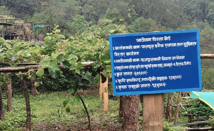 मसालाबाली खेती गर्ने किसानलाई अनुदान