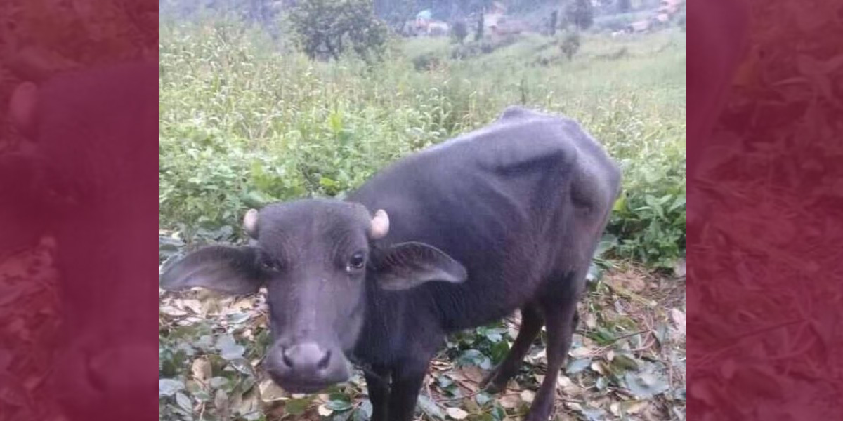 तनहुँमा पाडीबाच्छी हुर्काउन कृषकलाई ३० लाख अनुदान