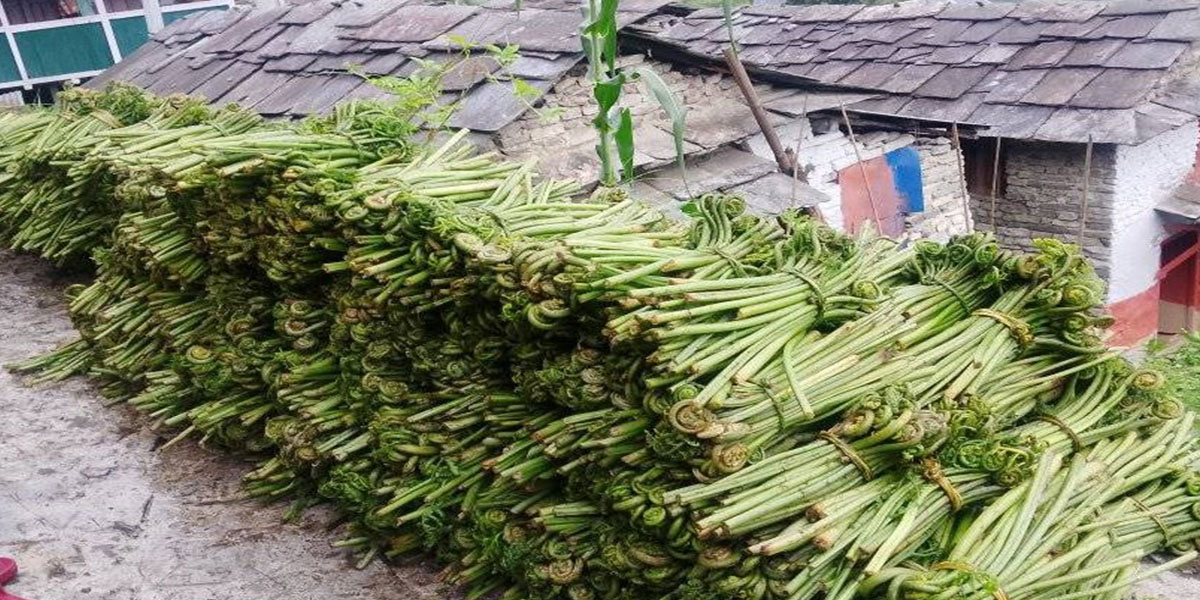 म्याग्दीको दोवामा निहुरो बिक्रीबाटै भित्रन्छ वार्षिक ३० लाख नगद