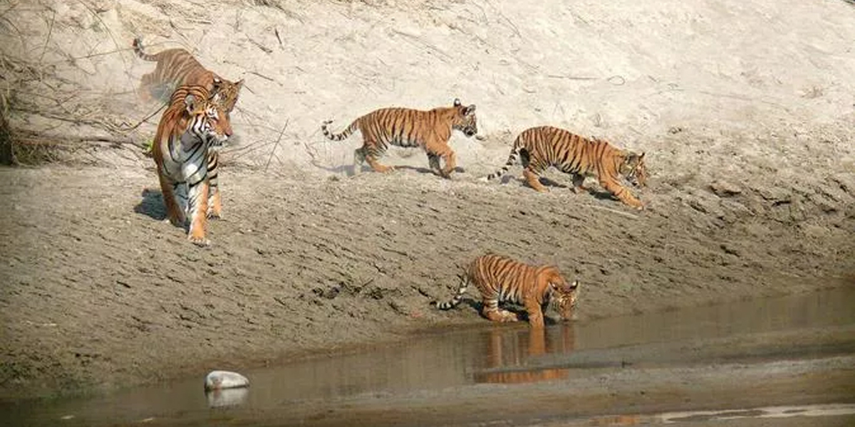 बाघका पनि नाम : लौरीपाटेदेखि राजकुमारीसम्म