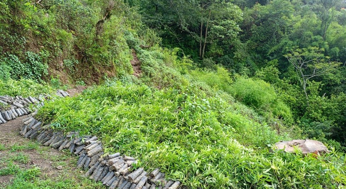 वन्यजन्तुबाट बाली जोगाउन नसकेपछि टिमुरखेती