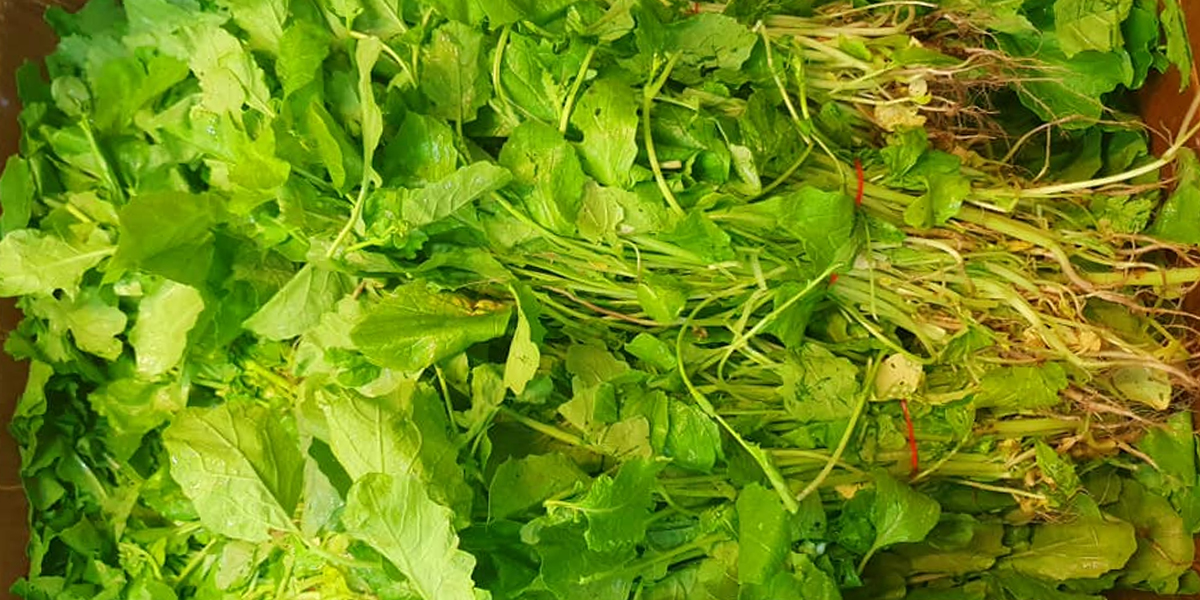 ६० रुपैयाँमा पाइन्छ तोरीको साग