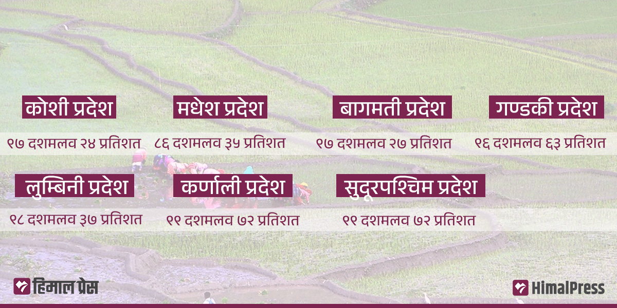यस वर्ष घट्यो धान रोपाइँ, कुन प्रदेशमा कति?