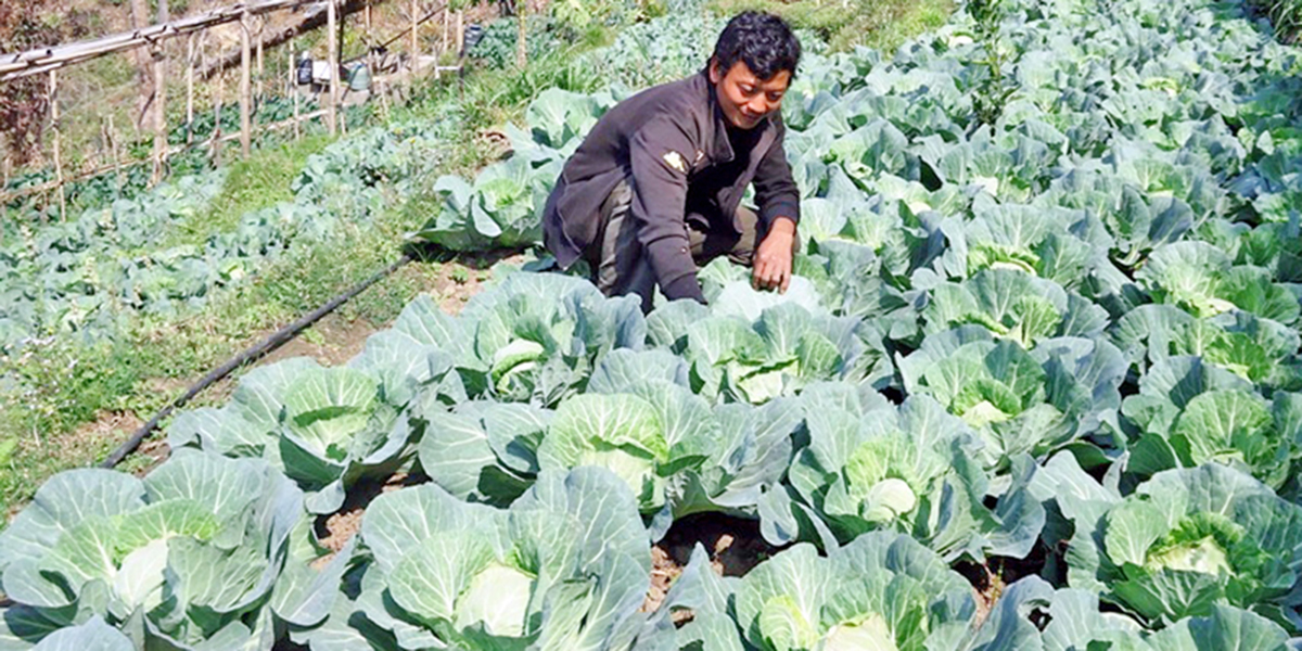 खाद्यान्नमा यसरी आत्मनिर्भर भयो कोशी