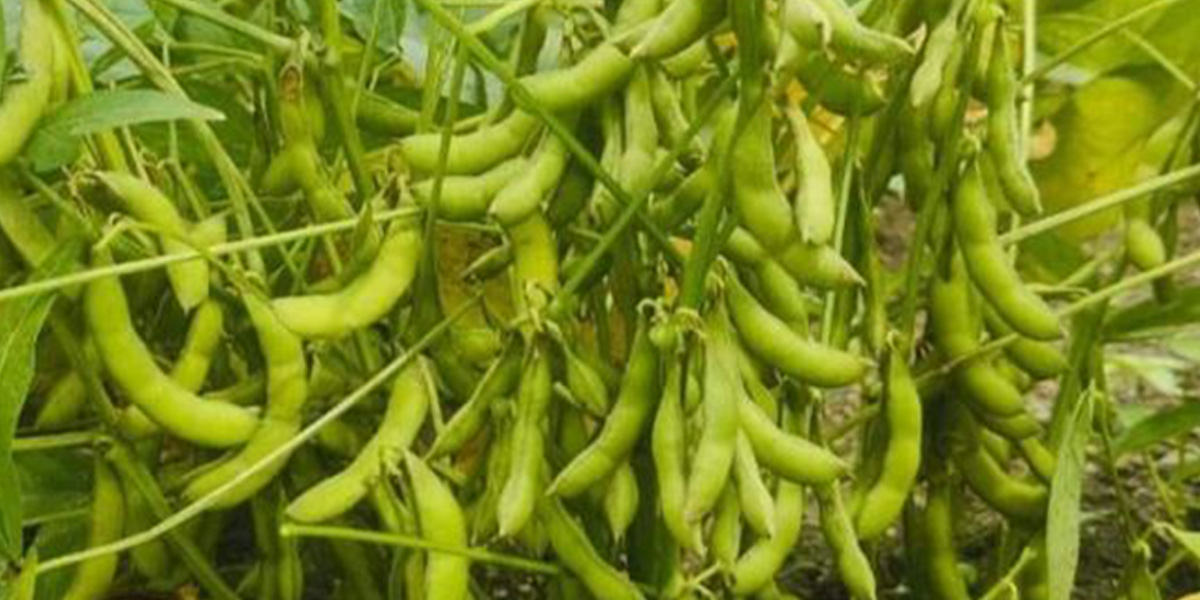 कालीमाटीमा आज भटमास कोसा प्रतिकिलो १२० रुपैयाँ