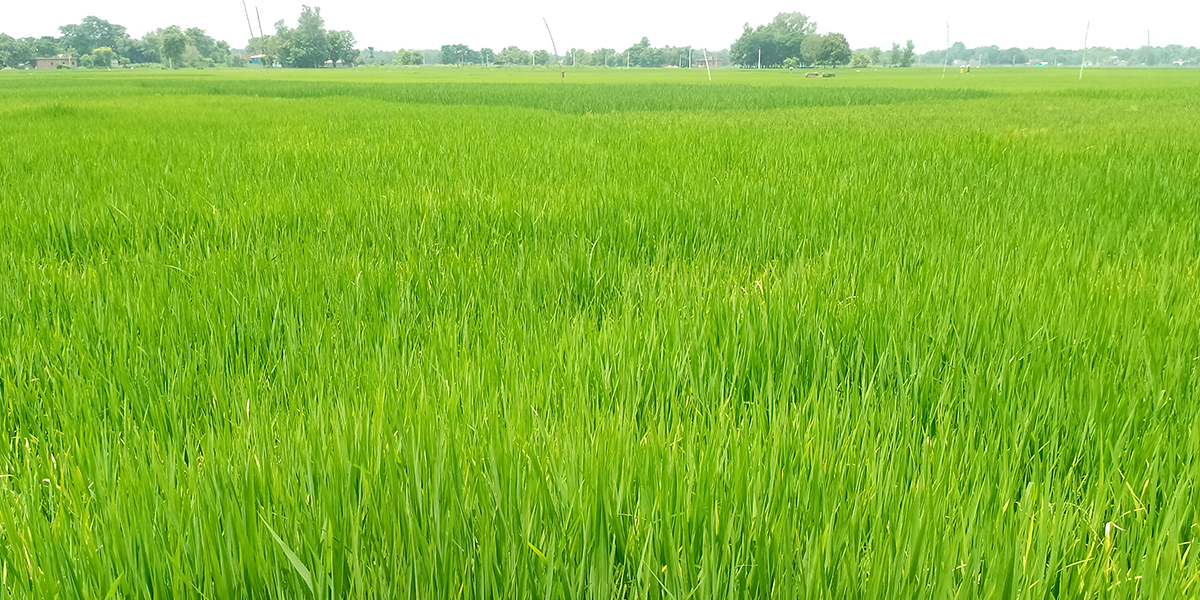 पश्चिम नवलपरासीमा पानी परेपछि धानबाली झाँगिदै