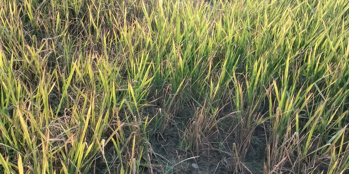 डढुवा रोगले सुक्न थाले धानबाली