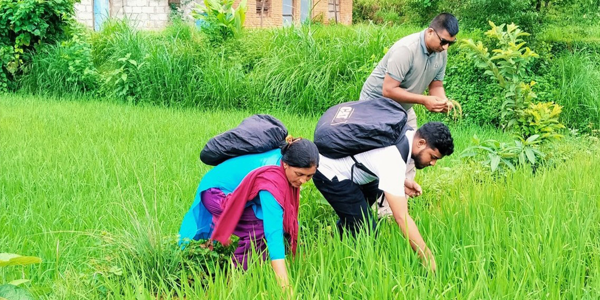 जेठो बुढो धानमा ‘ब्लाष्ट’ रोग देखियो