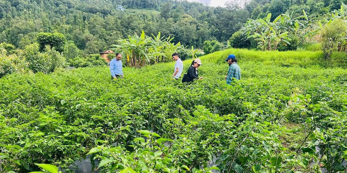 बागलुङ र पर्वतमा चक्लाबन्दी गरेर व्यावसायिक फलफूलखेती