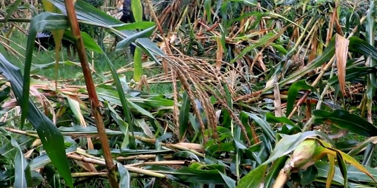 हावाहुरीले मकैबालीमा क्षतिहुँदा किसान चिन्तित
