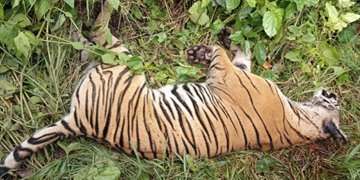 पर्सामा पाटेबाघको रहस्यमय मृत्यु, शव परीक्षणका लागि निकुञ्जमा