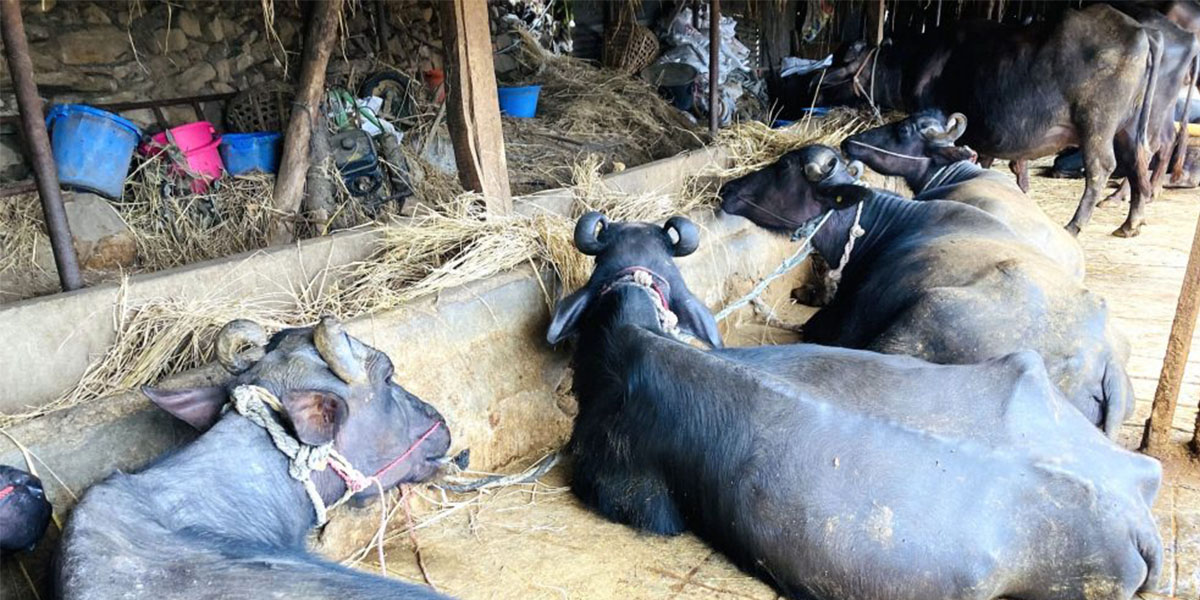 बागलुङका किसानले गराए ७०५ पशुको बिमा