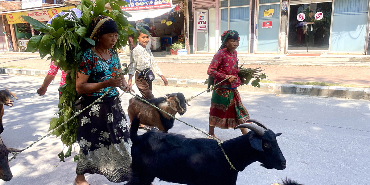 दसैँको उल्लास : घर फिर्तादेखि पूजापाठसम्म [तस्बिरहरू]