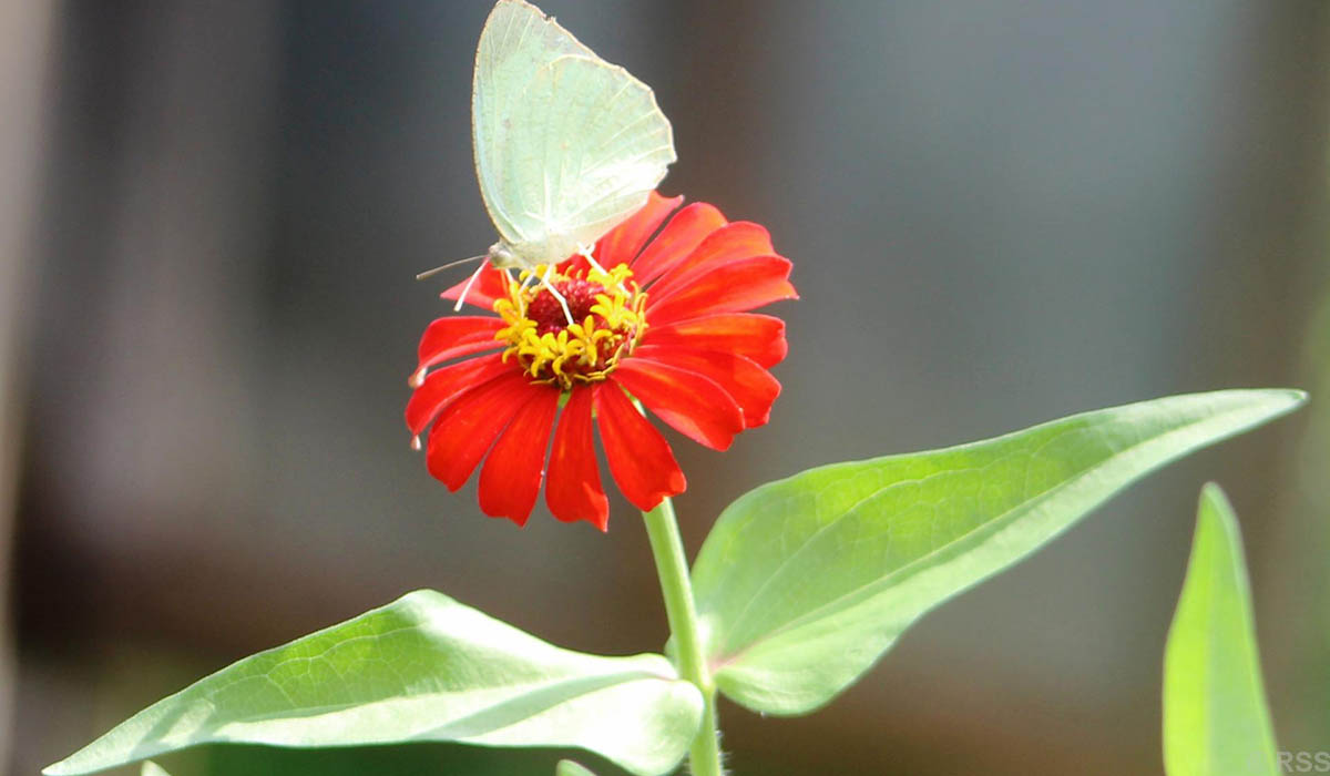 फूलमा पुतली