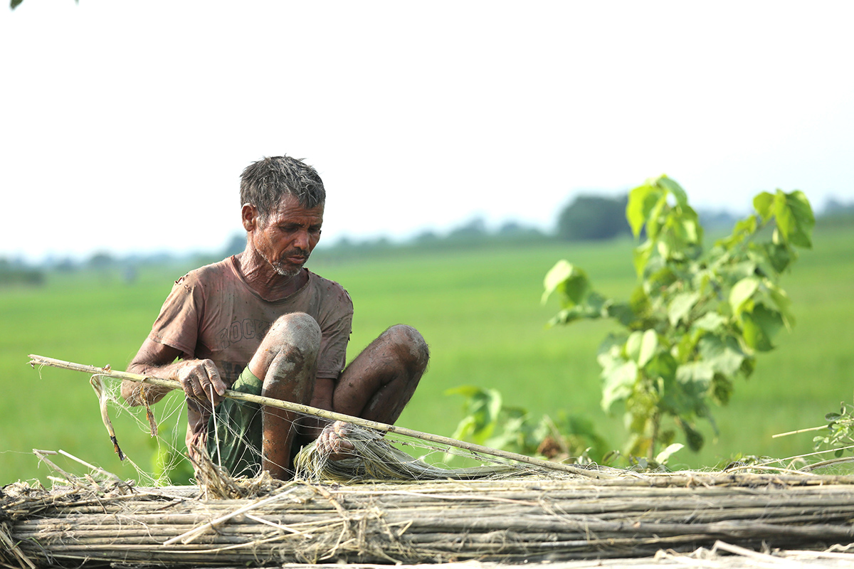 जुट केलाउँदै किसान