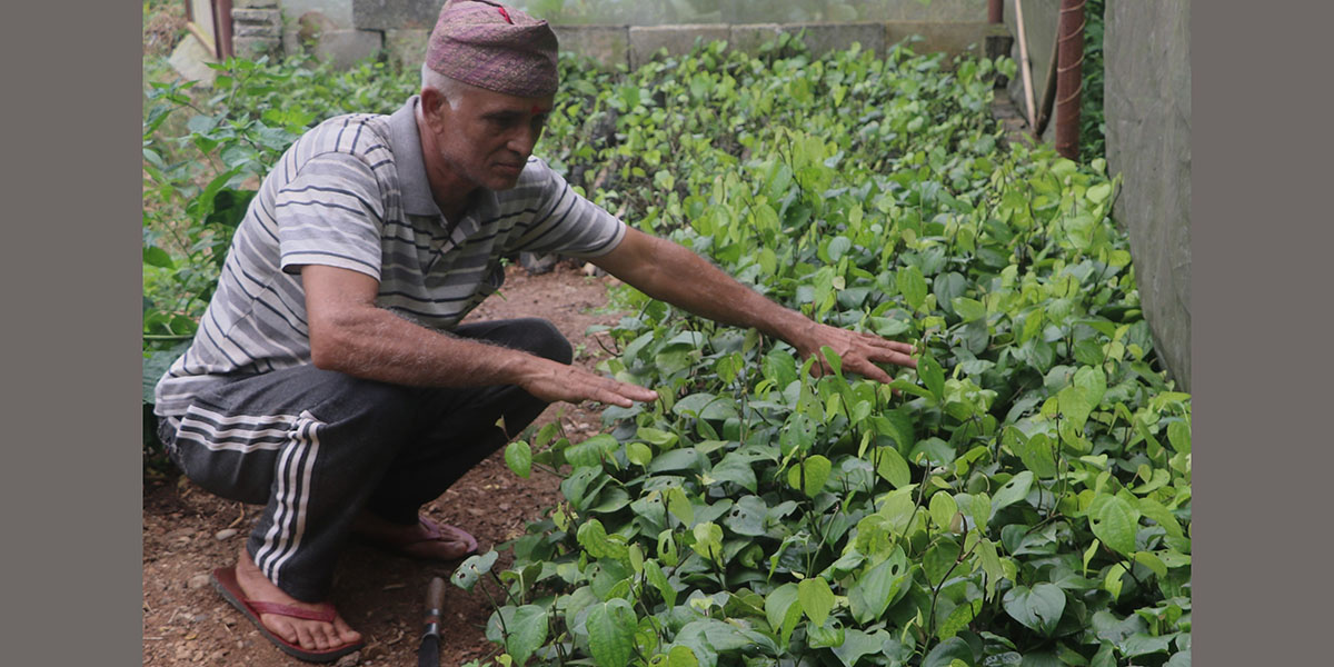 मरिचका बिरुवा बेचेर मनग्य आम्दानी