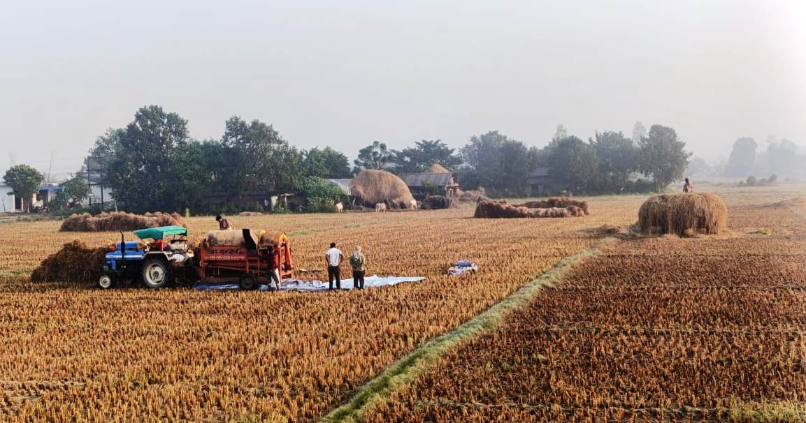 किसानलाई धान भित्र्याउने चटारो