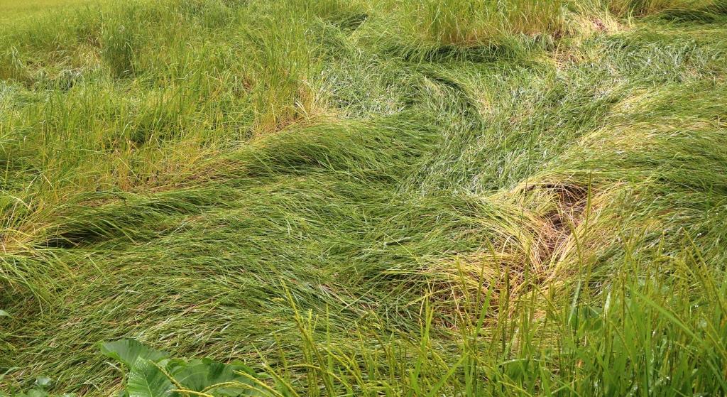 बाला लाग्ने बेलाको धान लडेपछि चिन्तामा किसान
