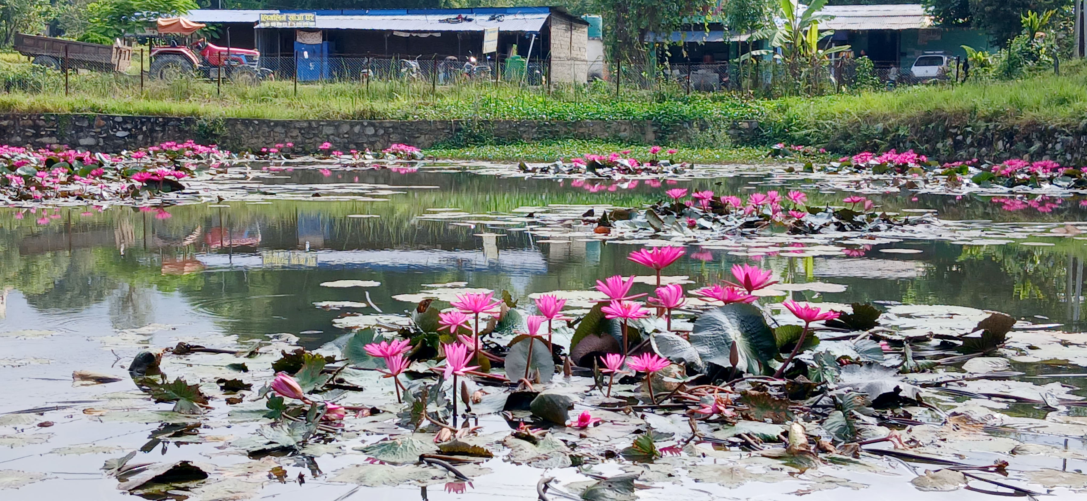 हिलोमा पनि मुस्कुराइरहने कमल