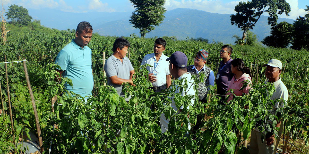 भोजपुरको पौवादुङमाको अकबरे खुर्सानी खेती बन्यो अध्ययन केन्द्र