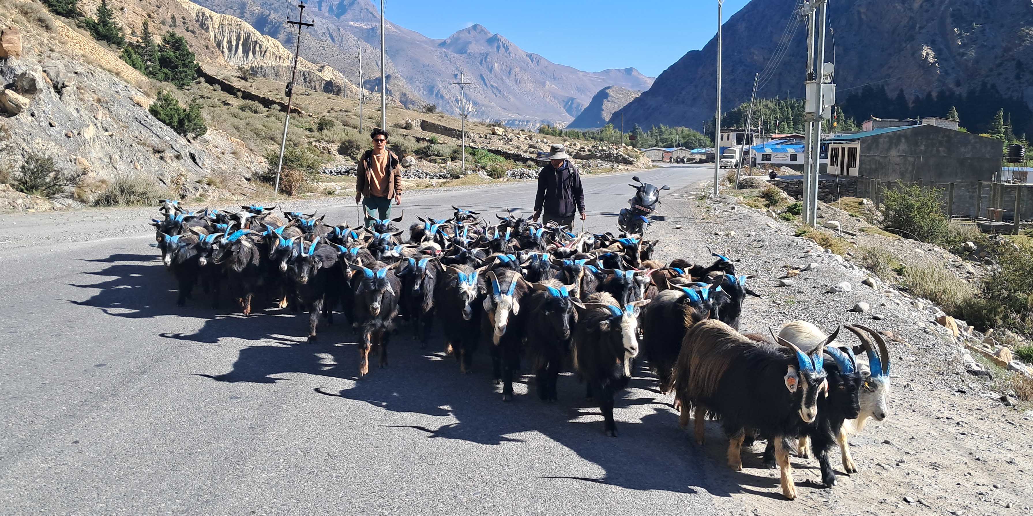 तिहारका लागि भेडाच्याङ्ग्रा