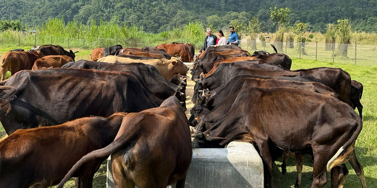 छाडा गाई व्यवस्थापनका लागि व्यासमा गौ संरक्षण केन्द्र सञ्चालनमा